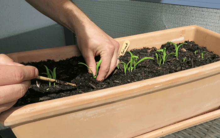 Gemüse und Kräuter im August anziehen