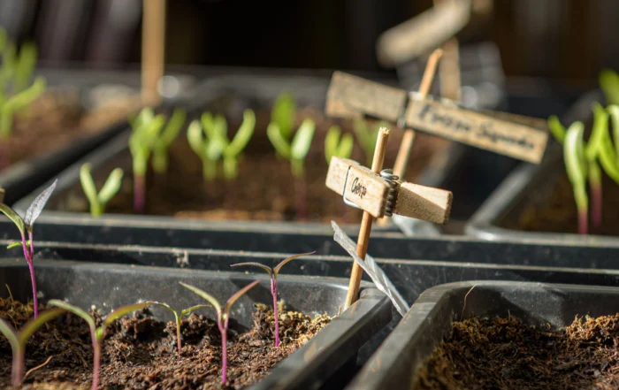 Gemüse und Kräuter im September anziehen