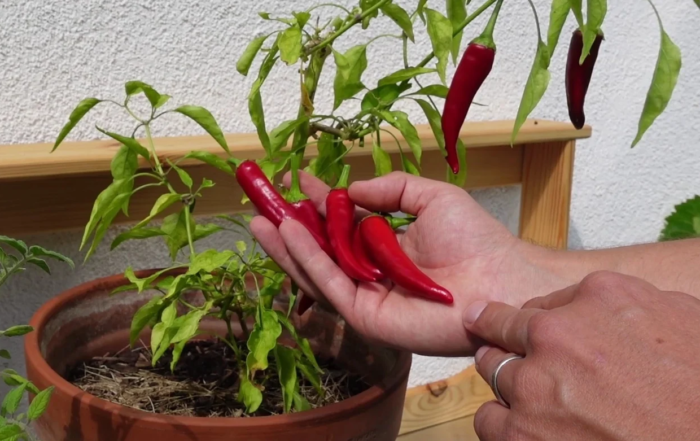 Chili richtig ernten