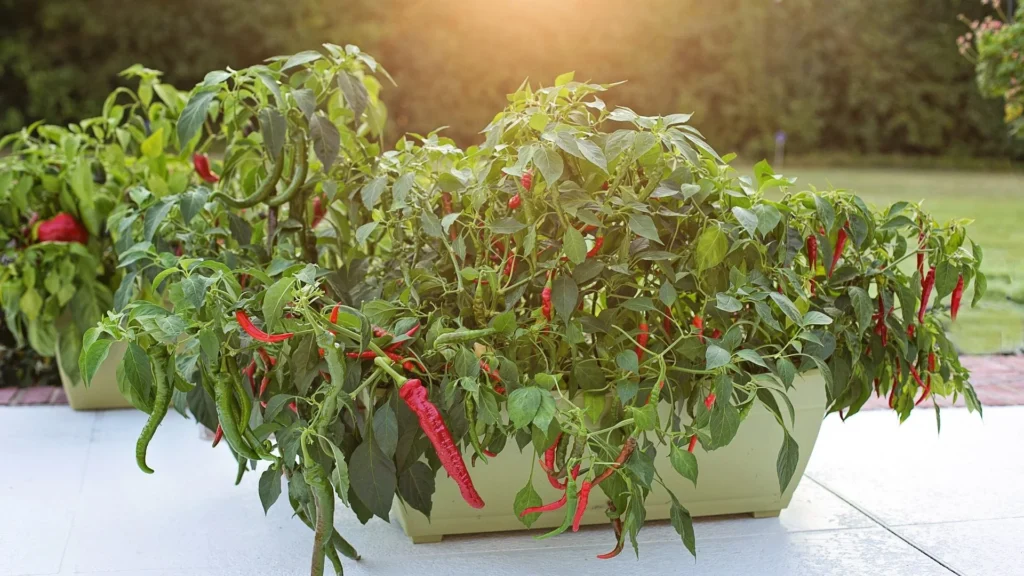 Chili im Blumenkasten