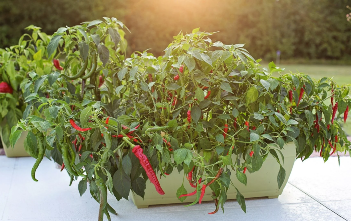 Chili im Blumenkasten
