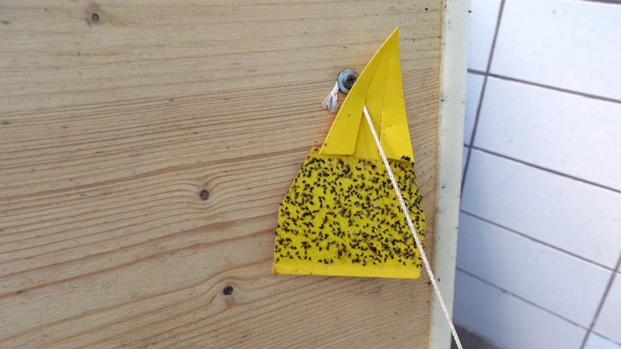 Gelbtafel mit Trauermücken