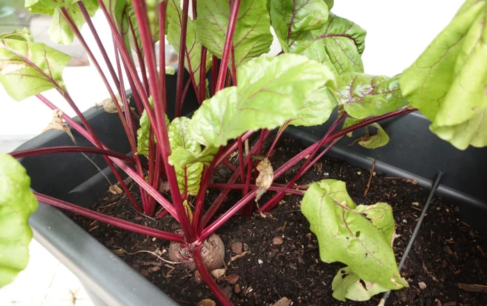 Rote Bete im Hochbeet