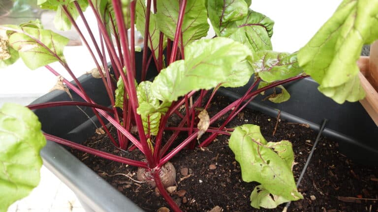 Erntereife Rote Bete im Hochbeet