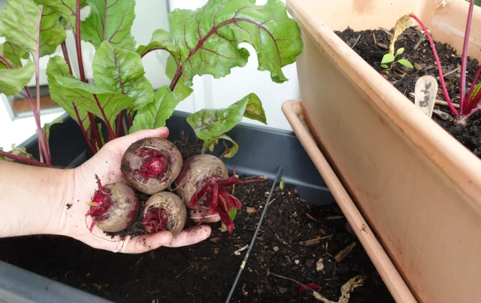Rote Bete richtig ernten