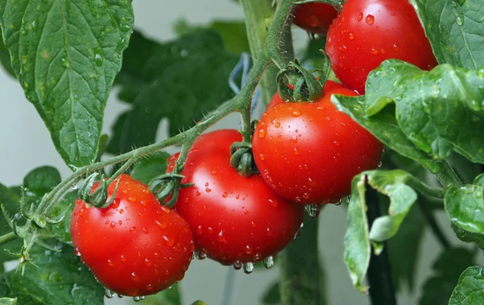 Nachtschattengewächse auf dem Balkon anbauen
