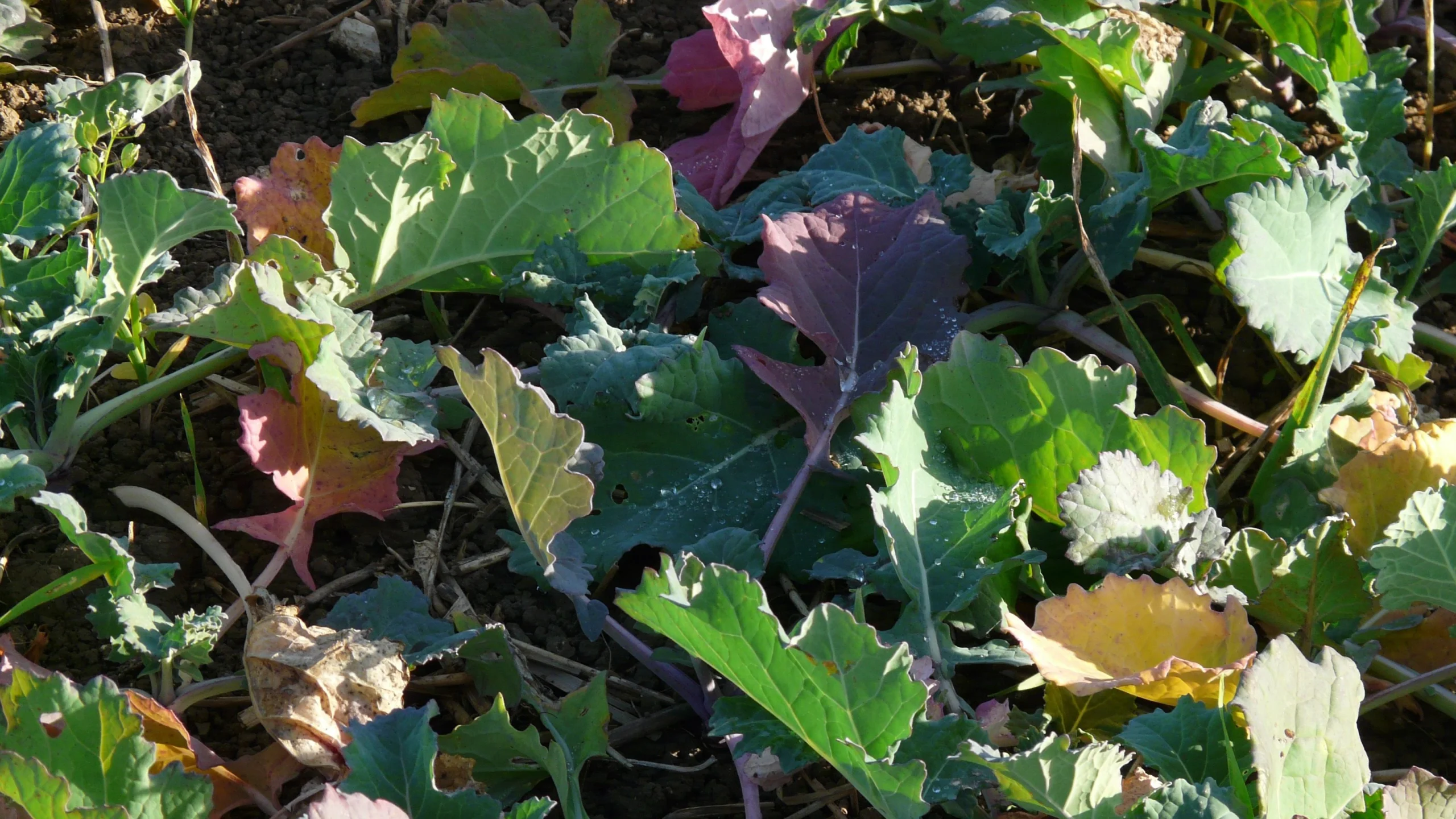 Winterraps Gründünger