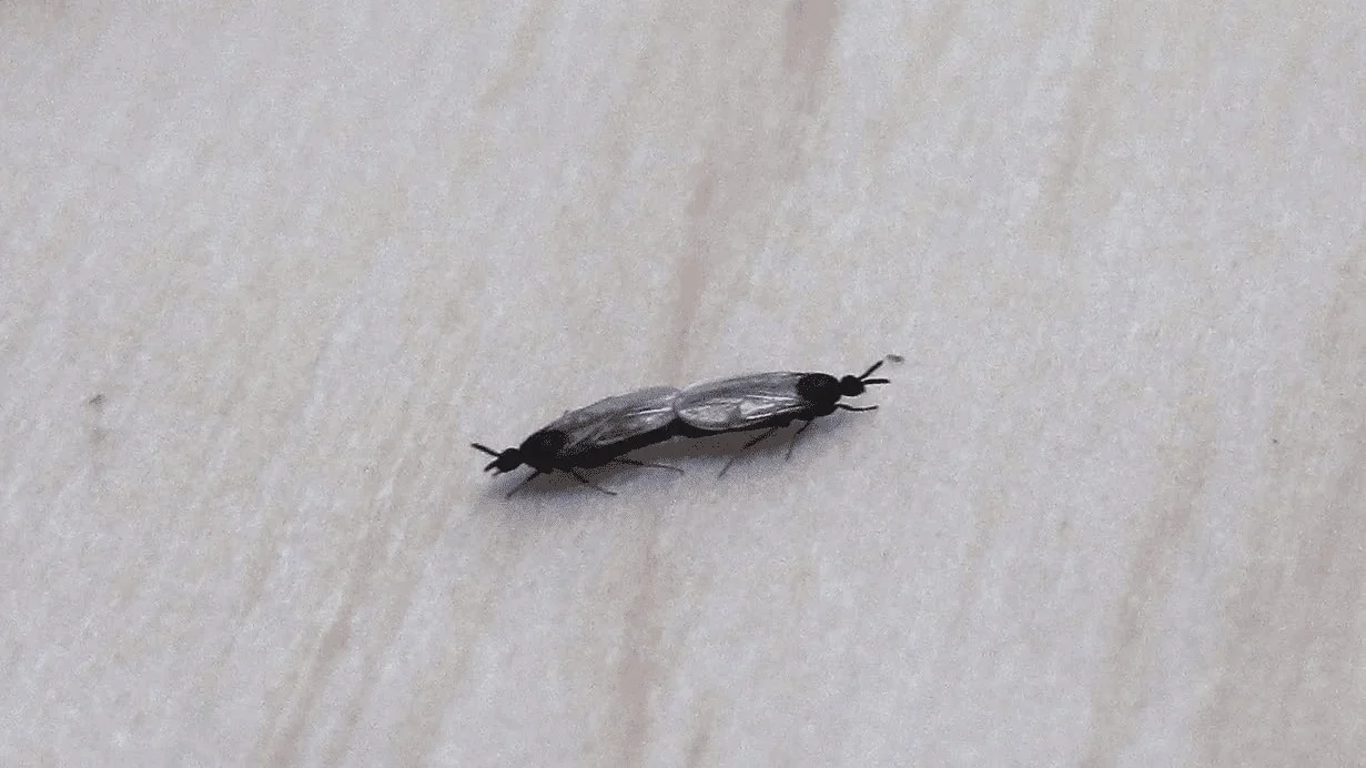 Trauermücken Paarung