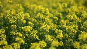 Gelbsenf Gründünger