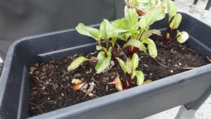 Gründüngung Beetvorbereitung