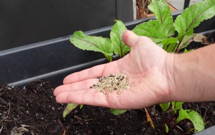 Gründünger auf dem Balkon aussäen