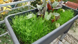 Gründünger 4 Wochen