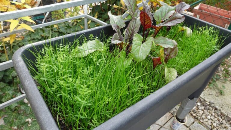 Erde aufbereiten_Gründünger im Balkonhochbeet