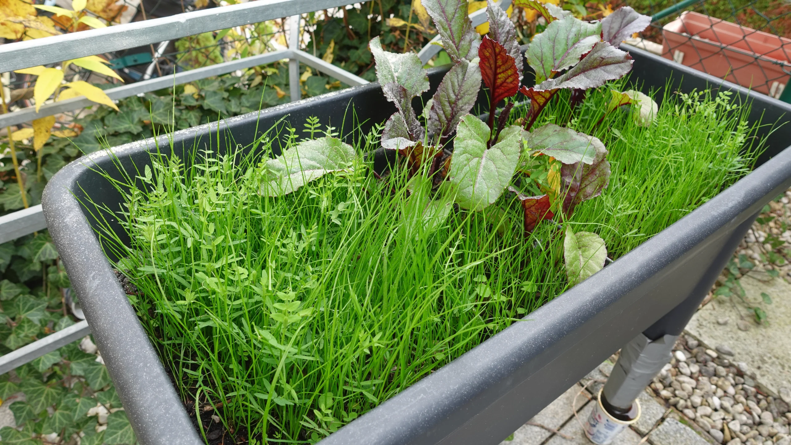 Gründünger_4Wochen1 Erde aufbereiten_Gründünger im Balkonhochbeet