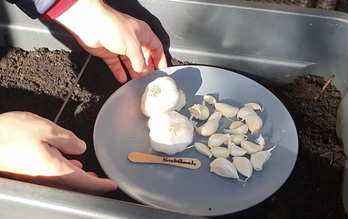 Gemüse und Kräuter im Oktober anziehen