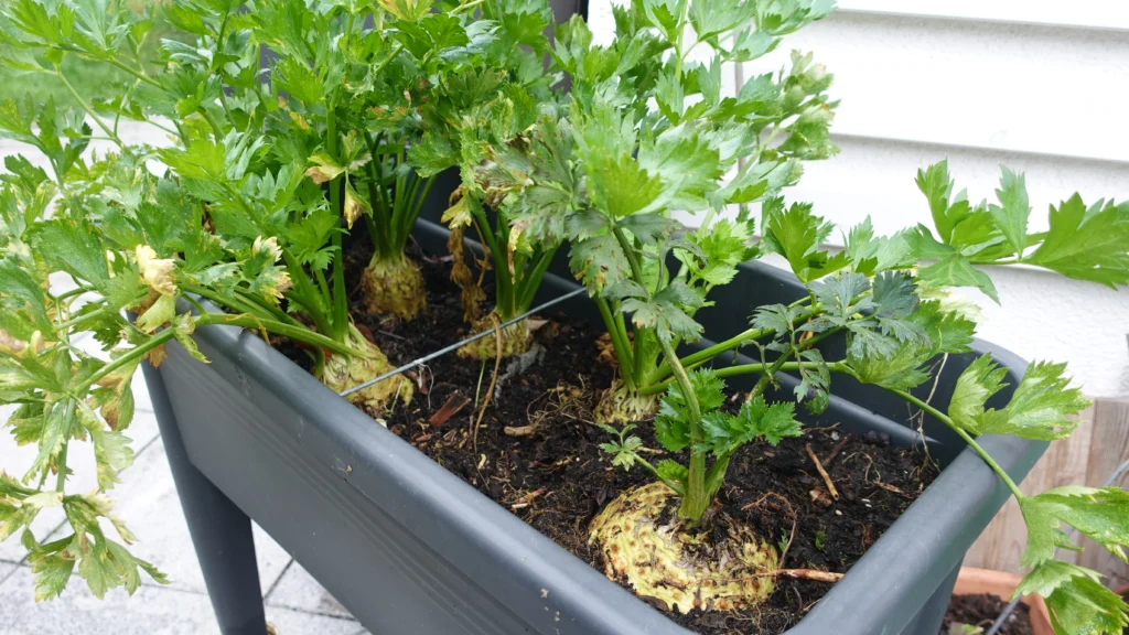 Knollensellerie im Hochbeet