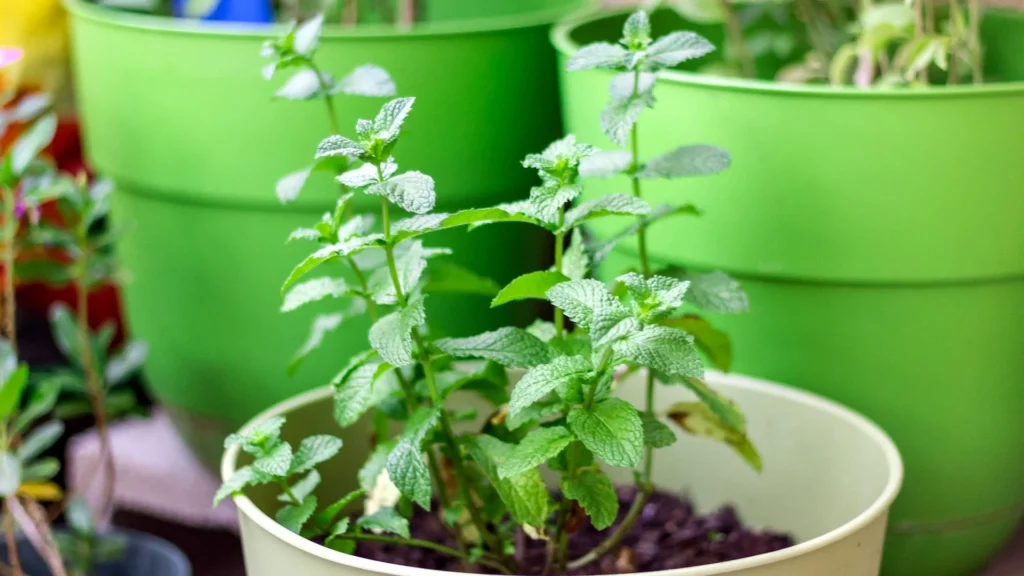 Minze im Blumentopf