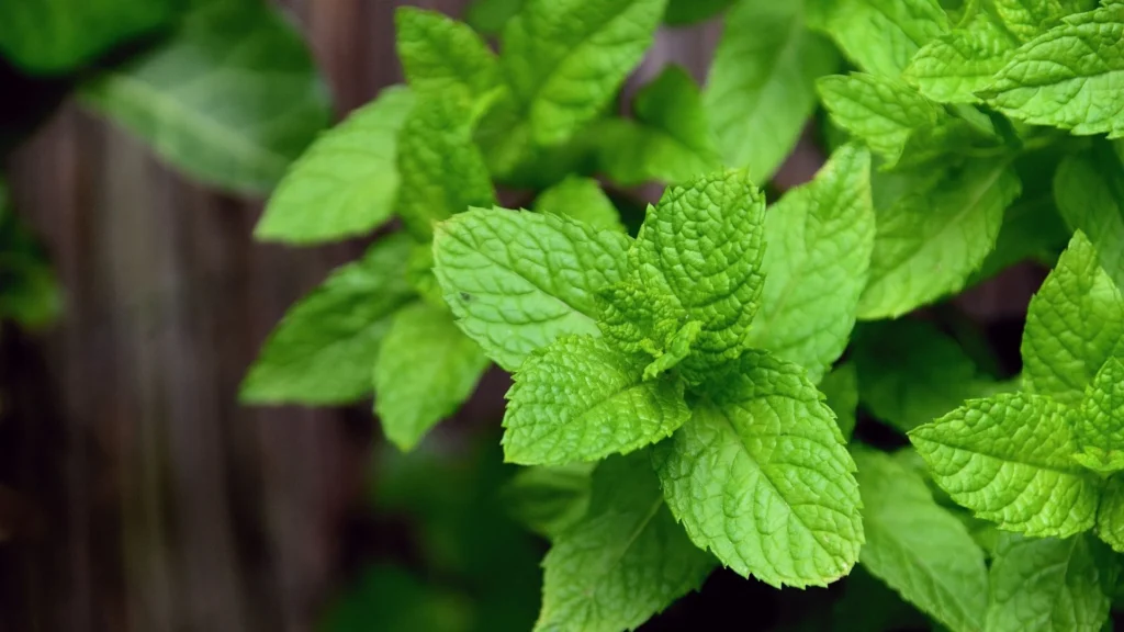 Minze auf dem Balkon anbauen