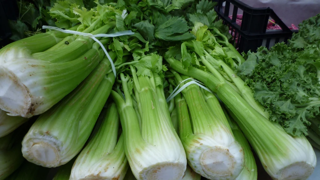 Staudensellerie auf dem Balkon anbauen