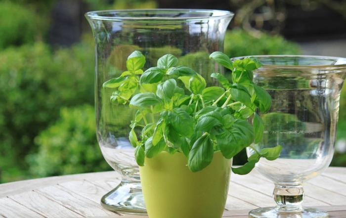 Basilikum auf dem Balkon anpflanzen