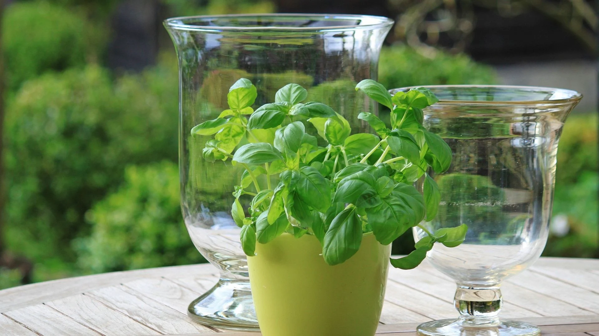 Basilikum auf dem Balkon anpflanzen