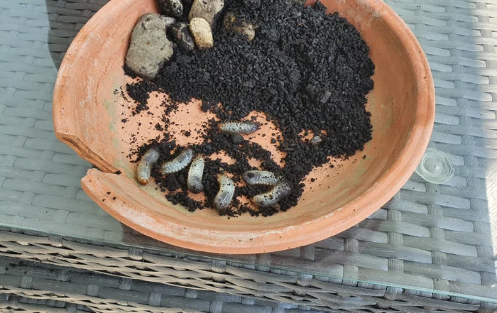 Rosenkäfer-Engerlinge im Blumentopf