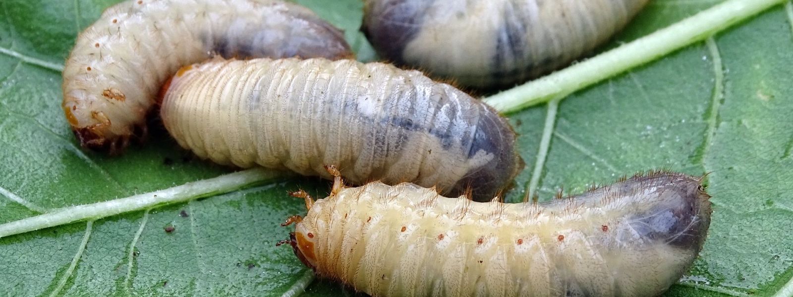 Engerlinge in der Gemüseerde