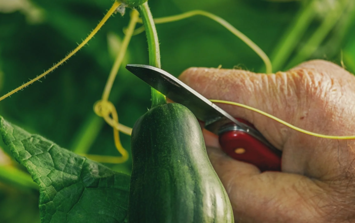 Gurken richtig ernten