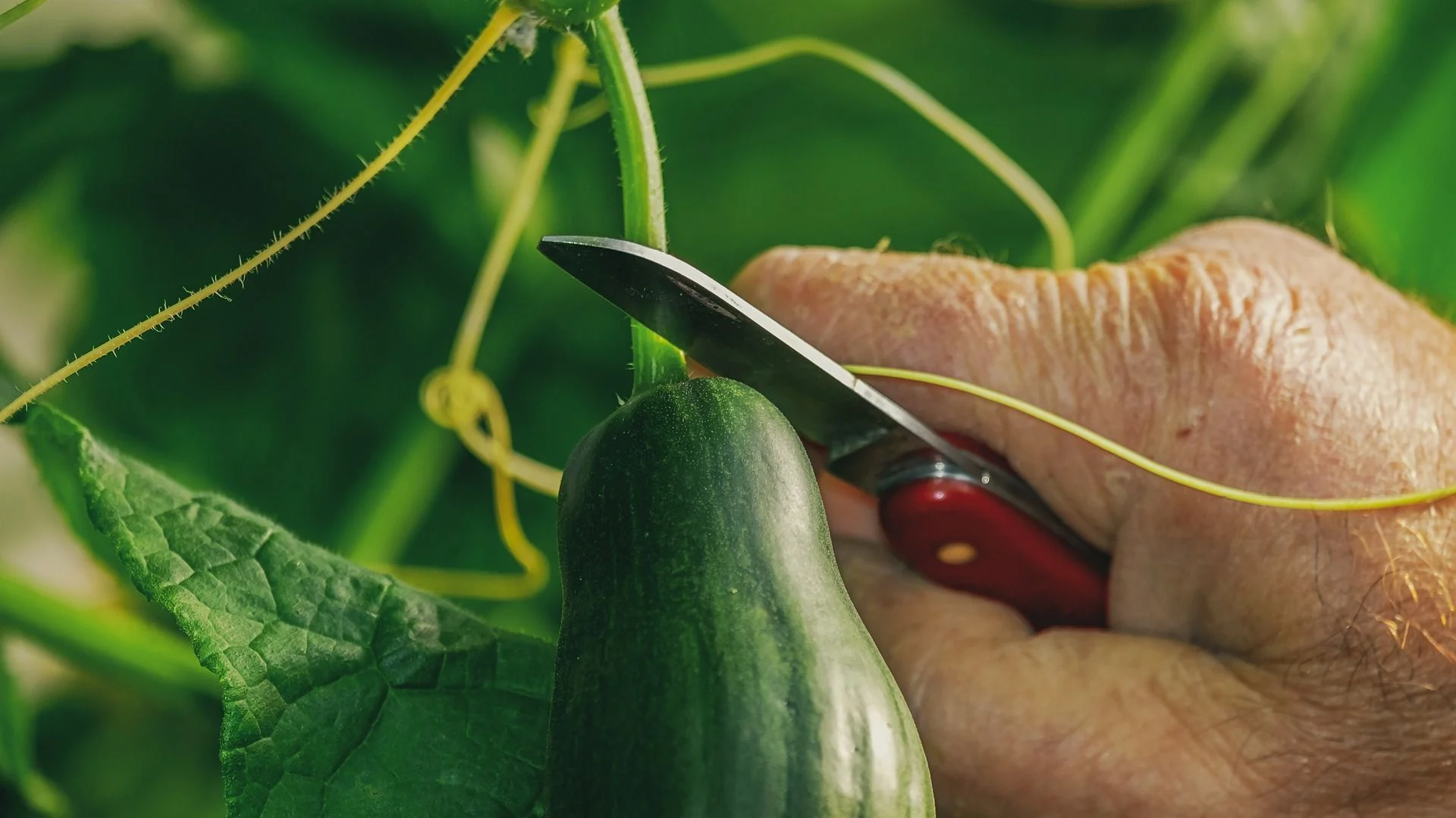 Gurken richtig ernten