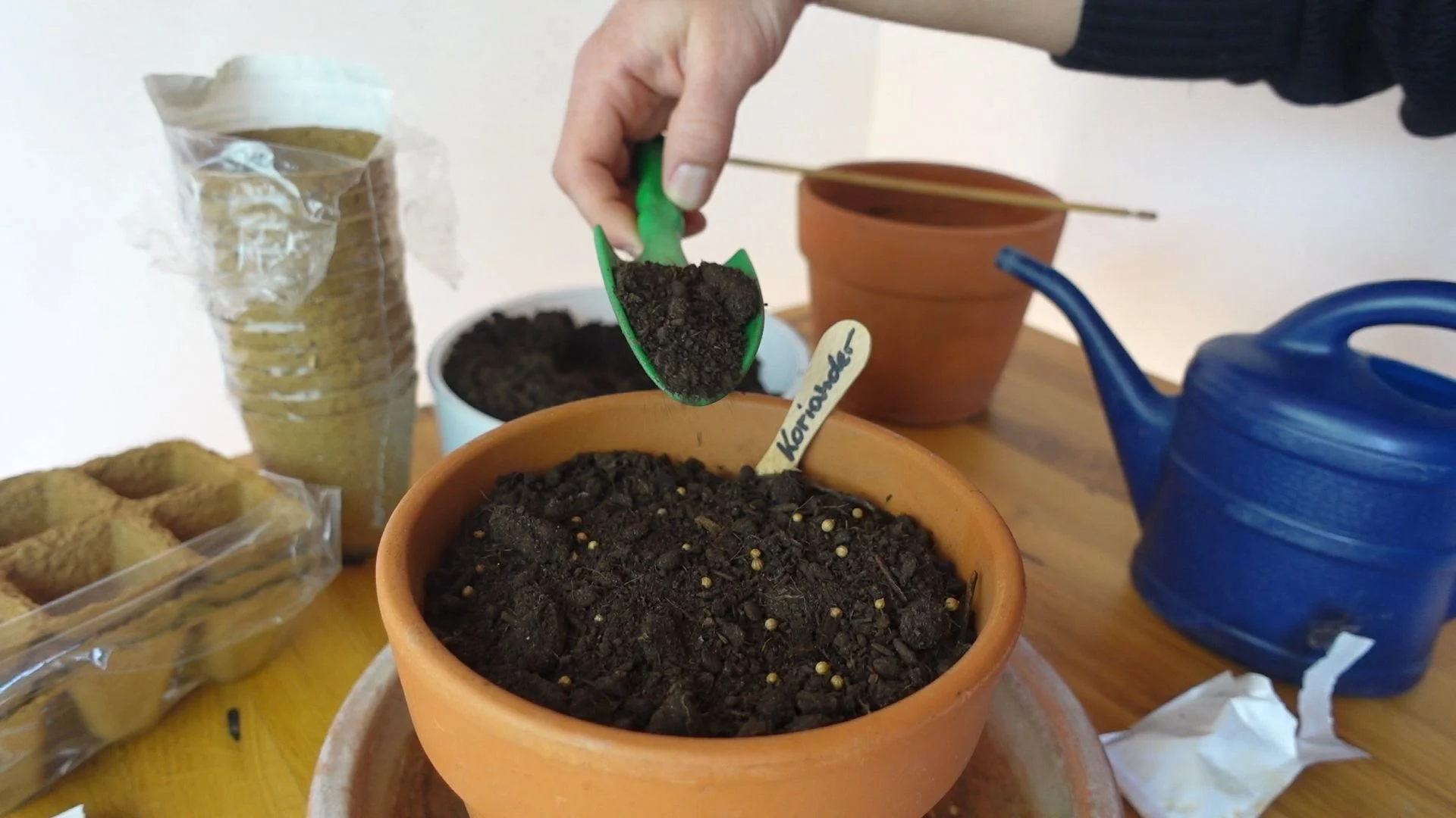 Koriander im Blumentopf aussäen