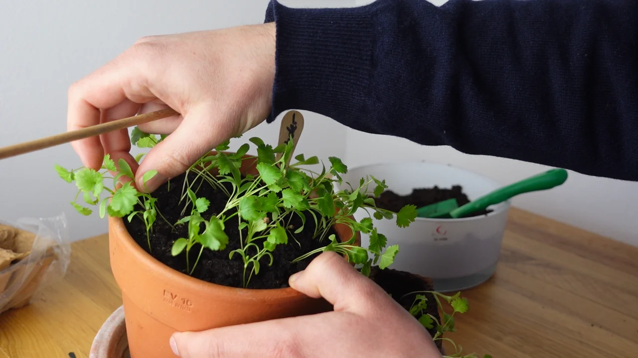 Koriander vereinzeln