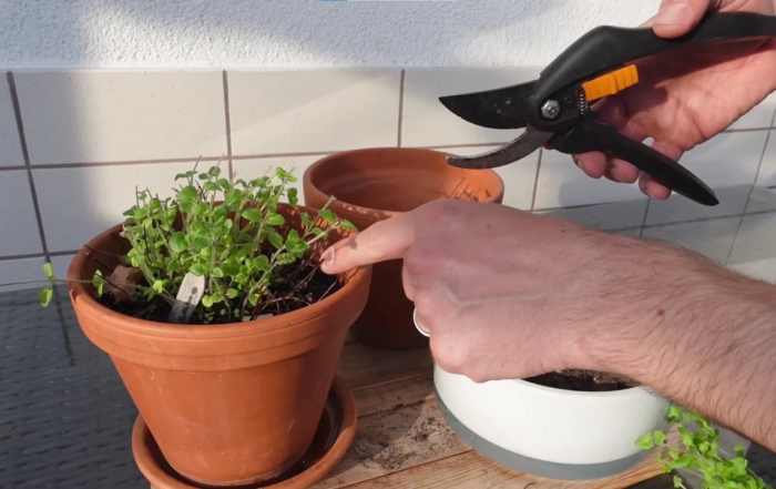 Frühjahrsschnitt bei Oregano