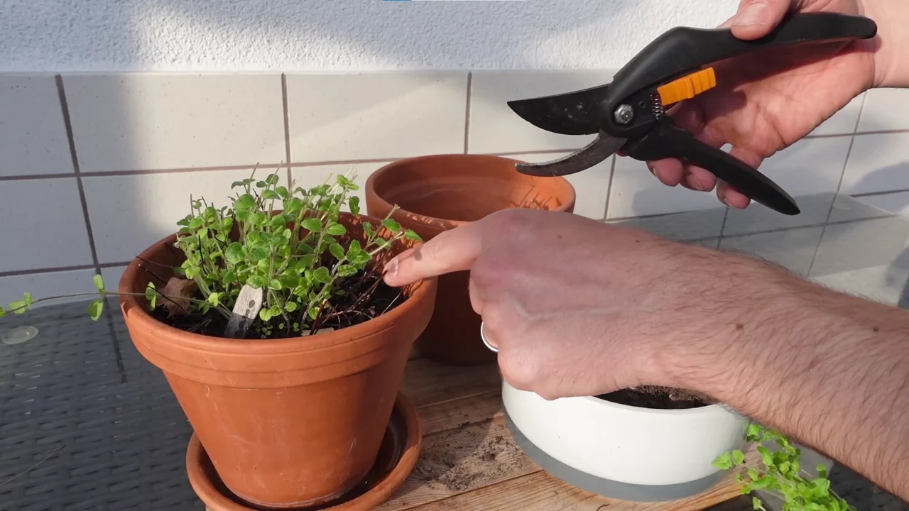 Frühjahrsschnitt bei Oregano