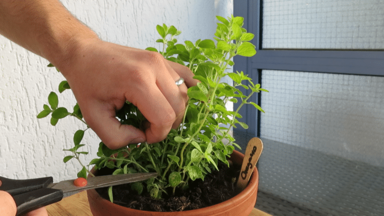 Oregano richtig schneiden und ernten