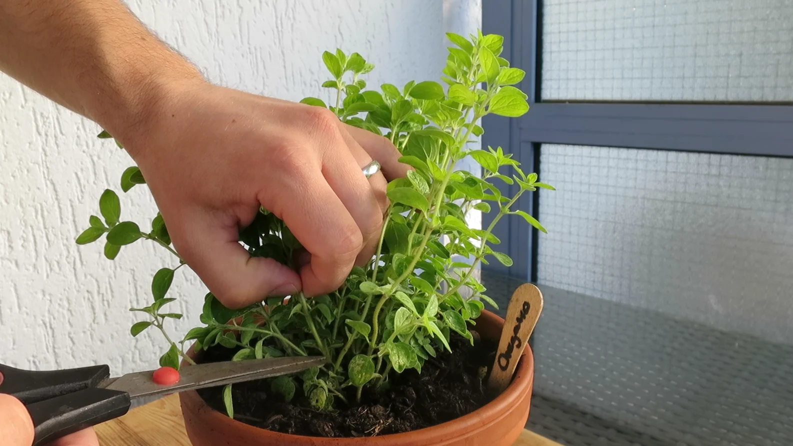 Oregano richtig schneiden und ernten