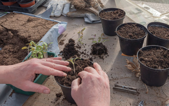 Gemüse Balkon April Aussaat