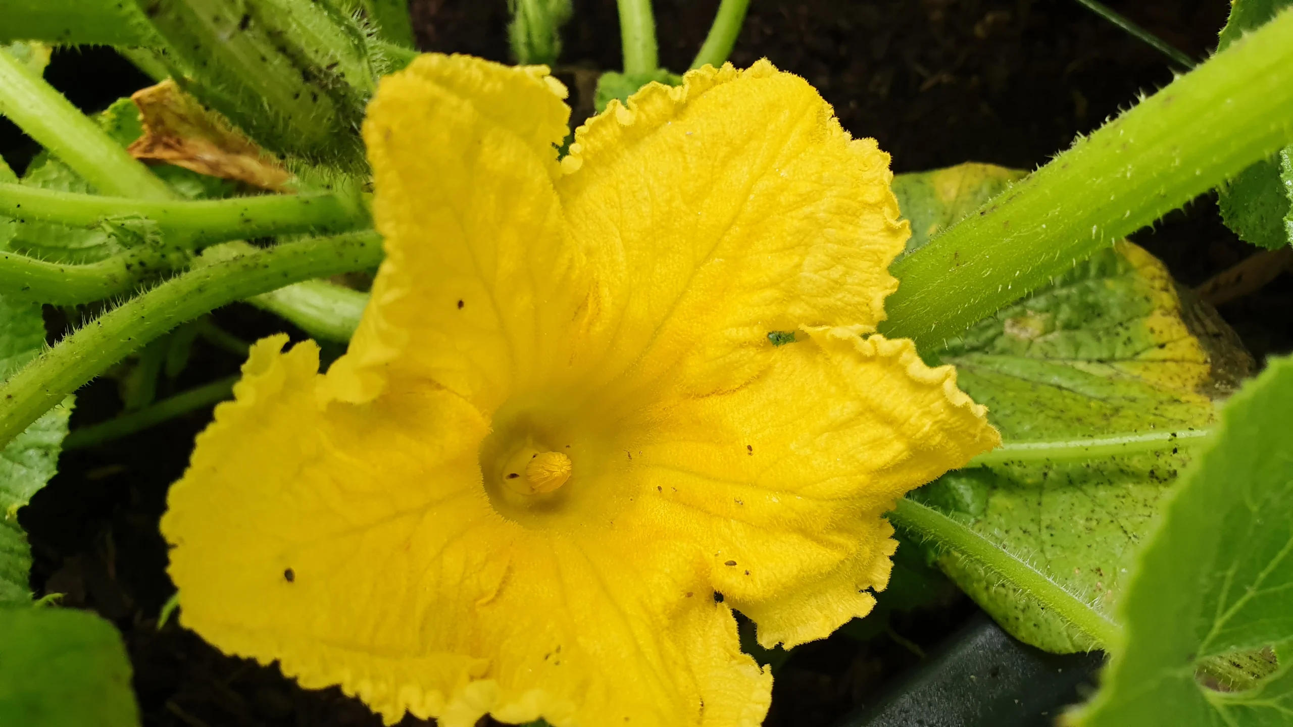 Männliche Kürbisblüte