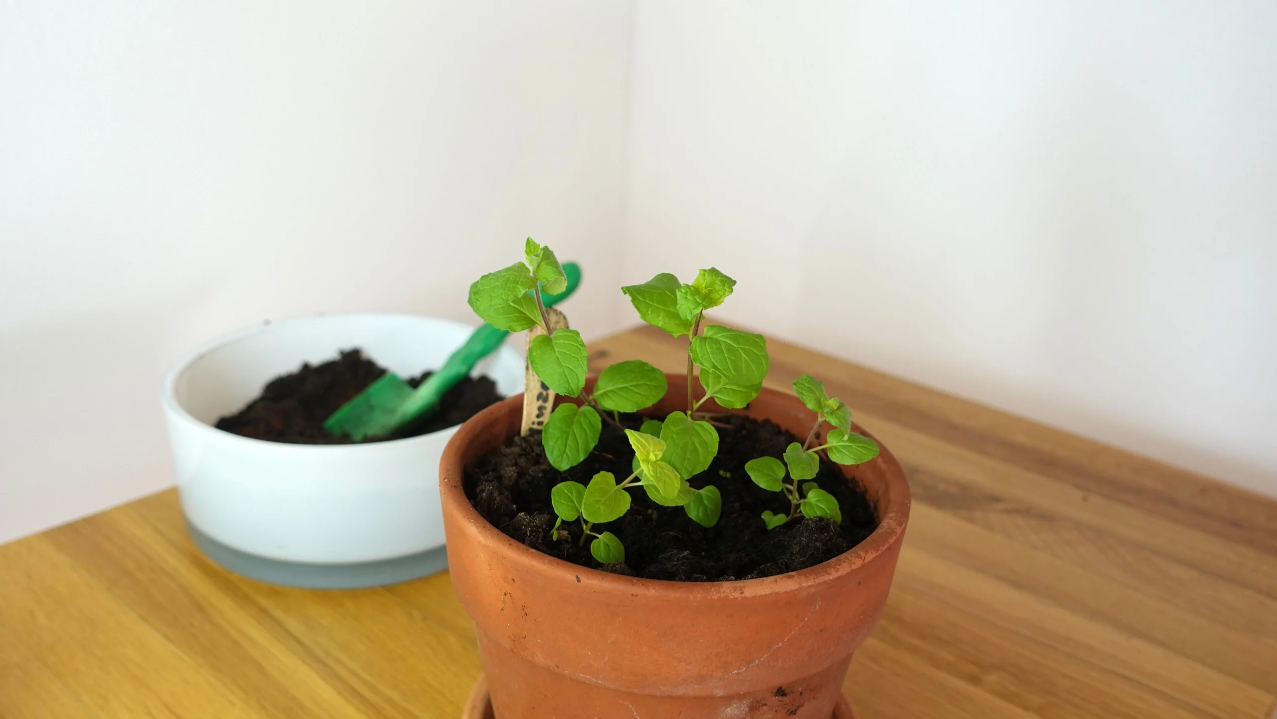 Minze Jungpflanzen 12 Wochen