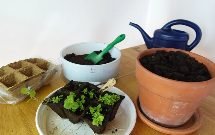 Minze aus Samen anziehen