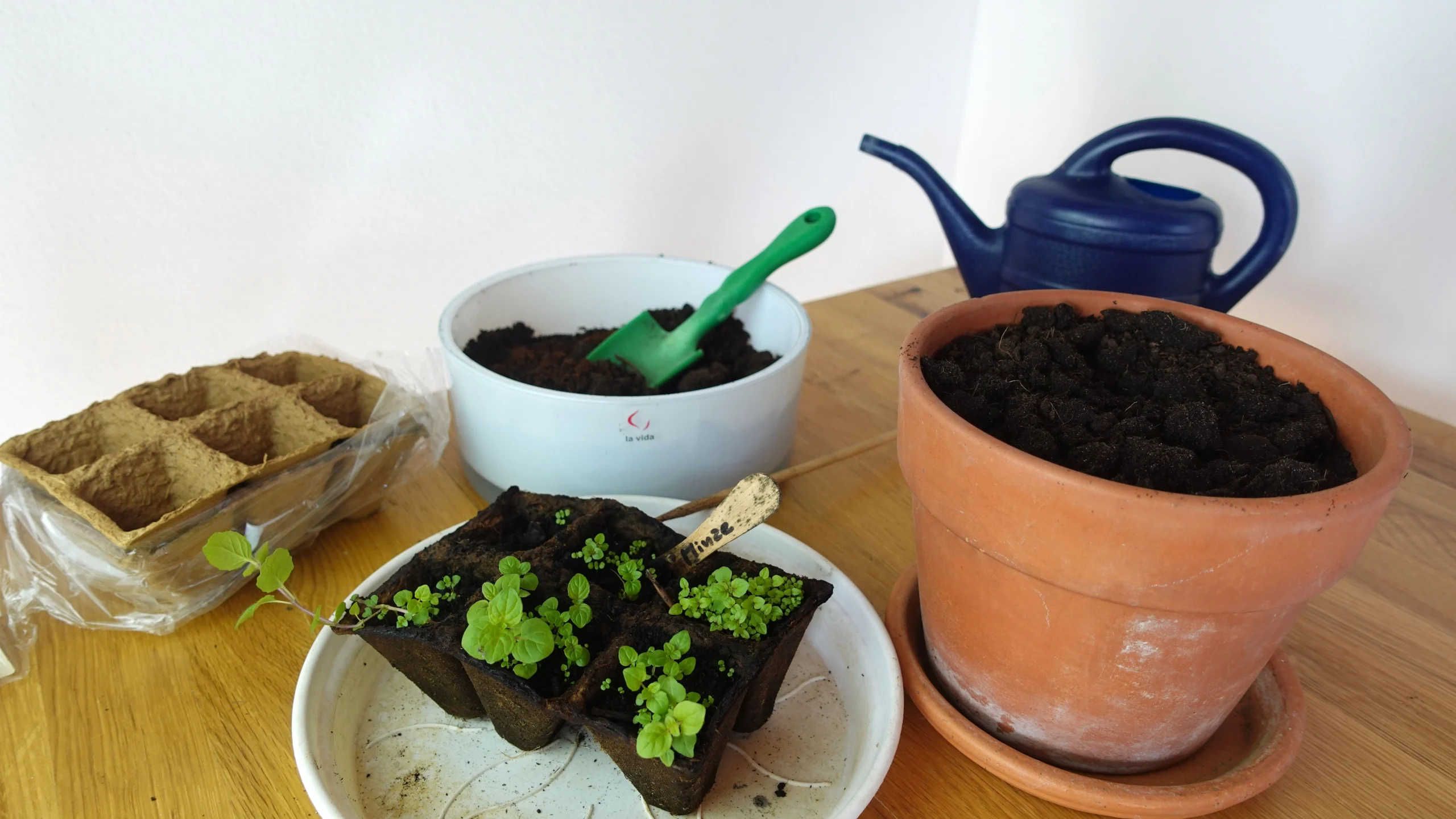 Minze aus Samen anziehen