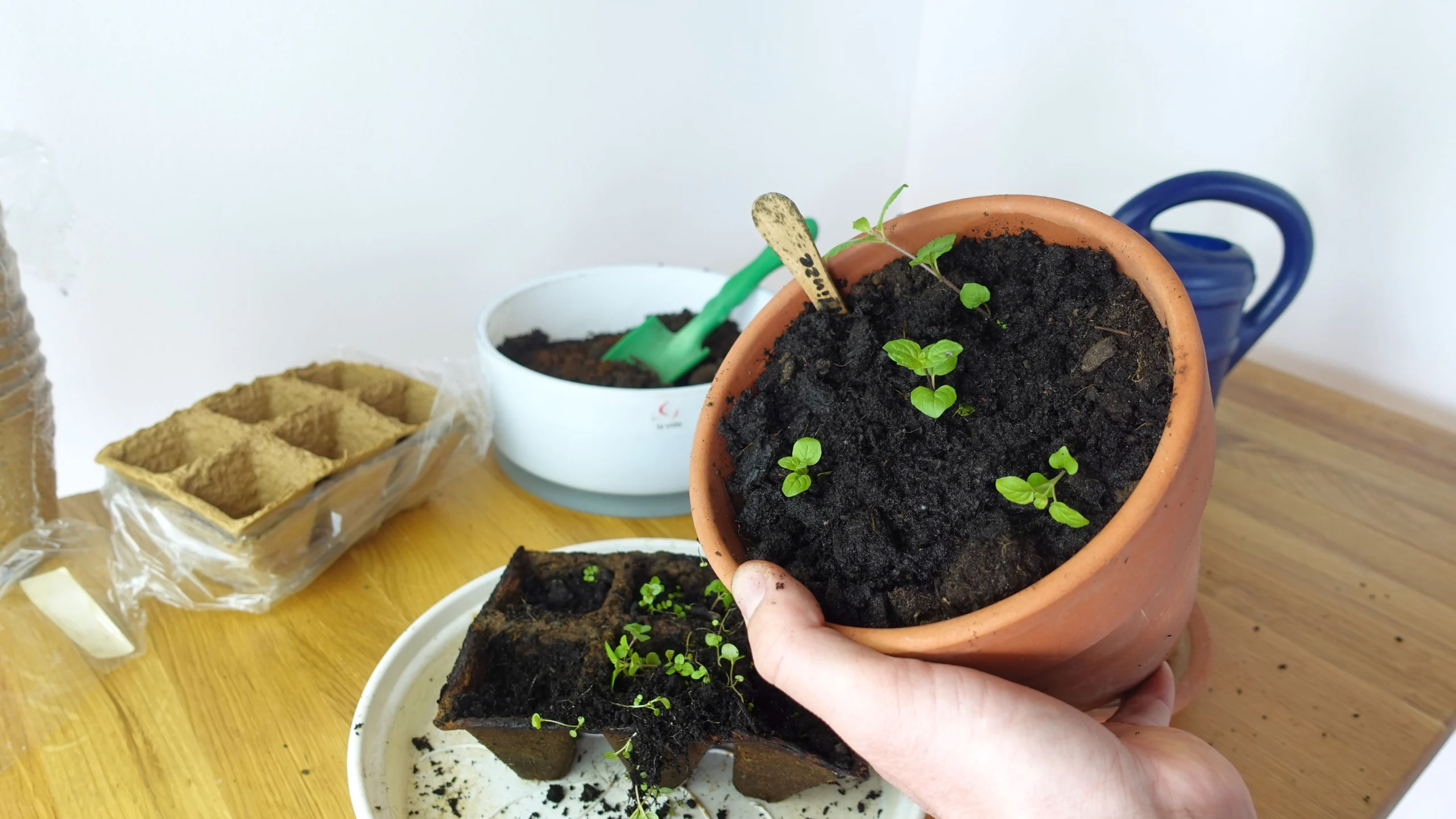 Minze pikieren 8 Wochen