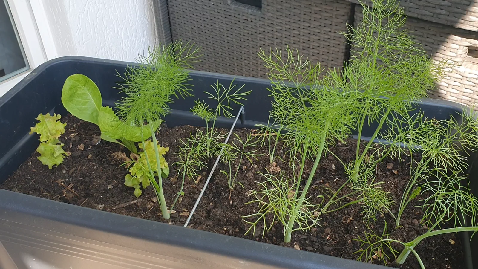 Mischkultur im Balkon-Hochbeet