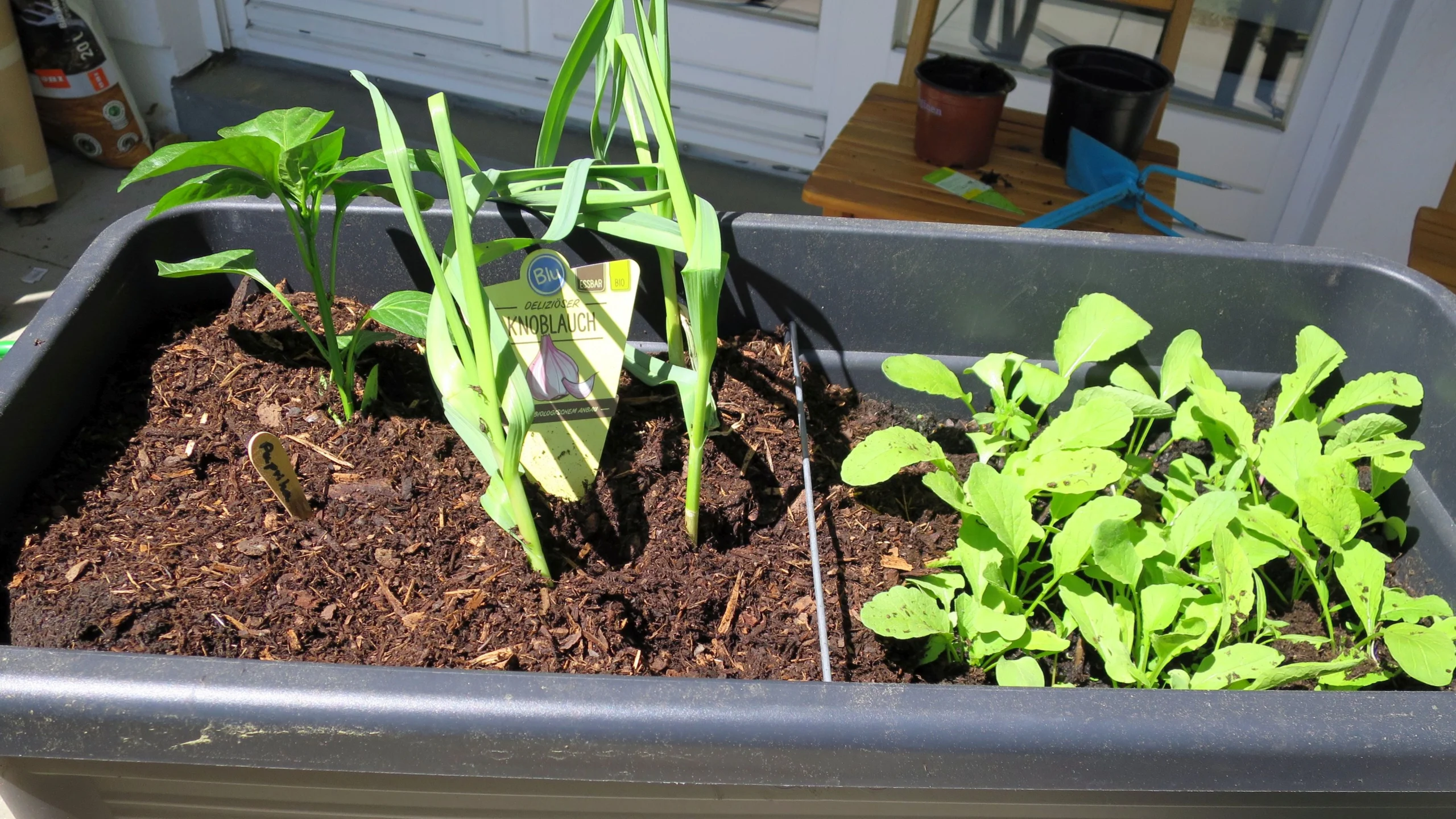 Mischkultur Knoblauch Radieschen Paprika