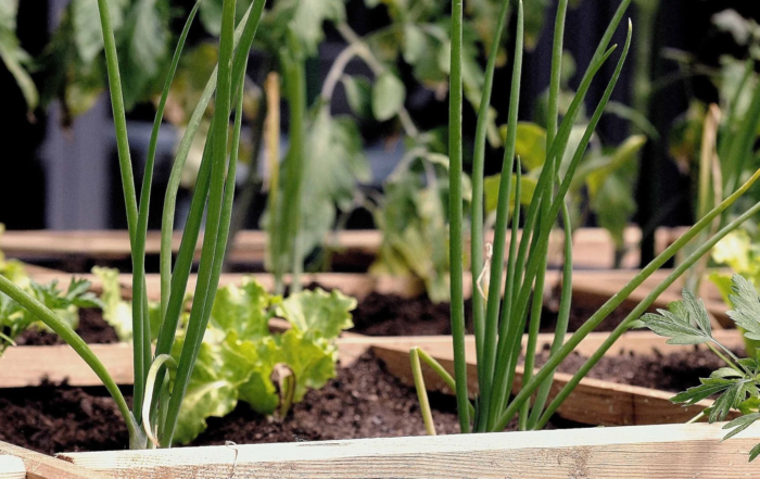 Fruchtfolge für Gemüse auf dem Balkon