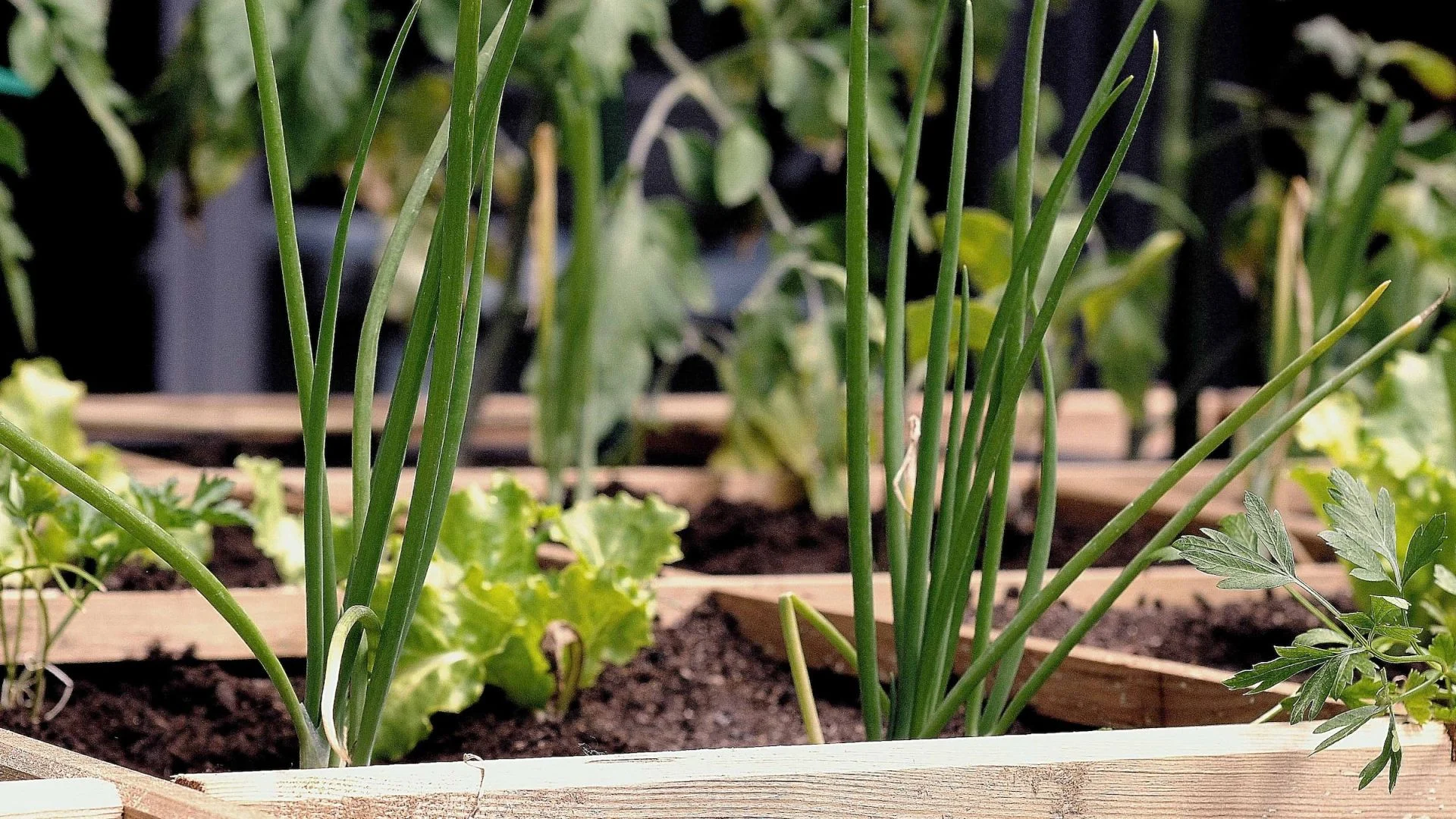Fruchtfolge für Gemüse auf dem Balkon