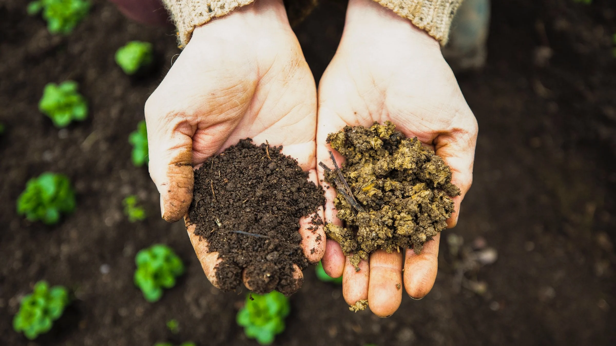 Gemüseerde aufbereiten_16_9 Gemüseerde aufbereiten