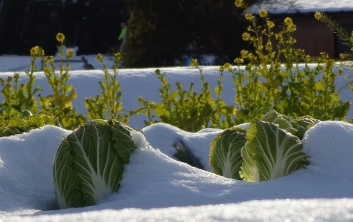 Gemüse erst nach den Eisheiligen auf den Balkon