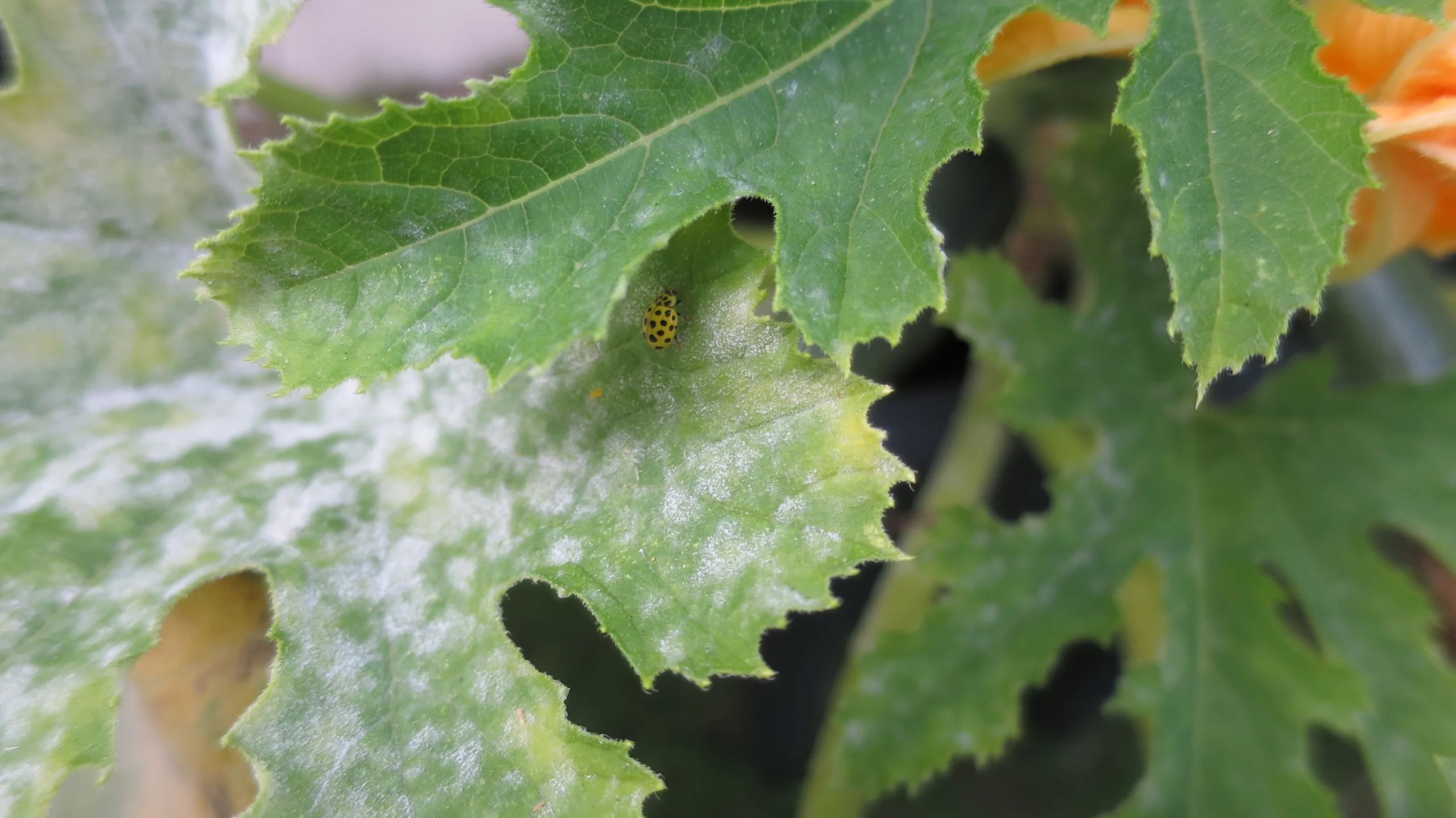 22 Punkt Marienkäfer Mehltau