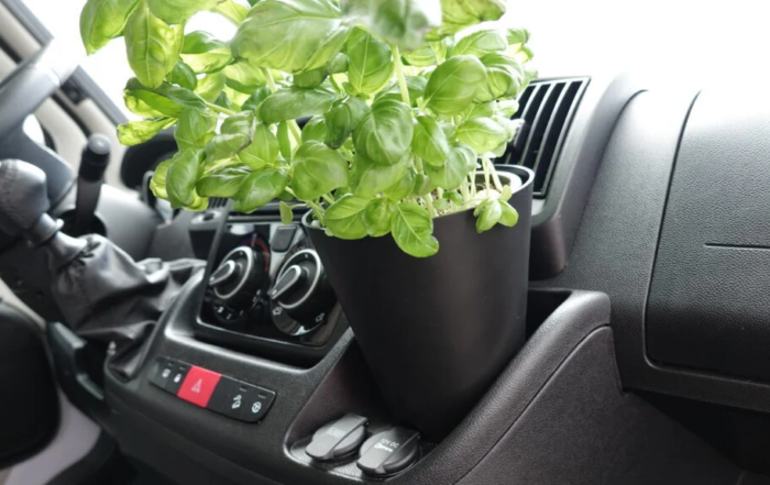 Camperflower Blumentopf Basilikum