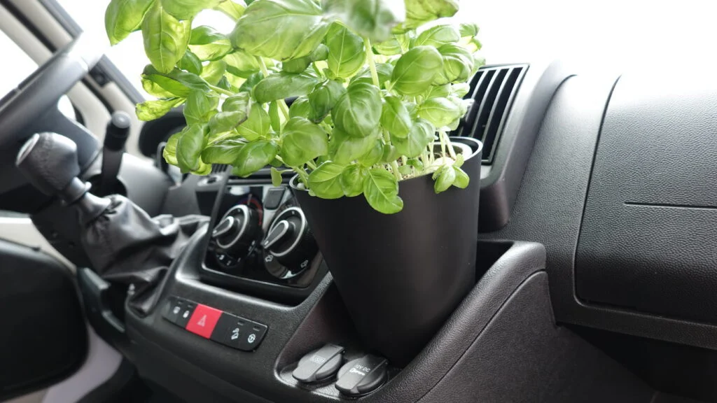 Camperflower Blumentopf Basilikum